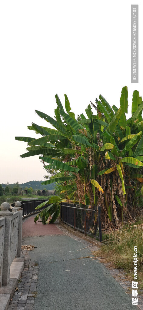 路边茂盛的香蕉树景观