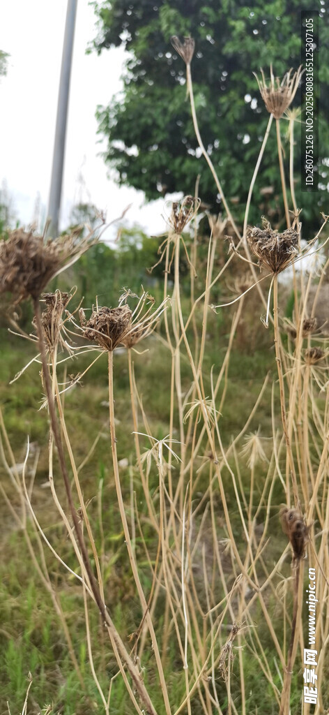 野外丛生枯萎的茂密野草