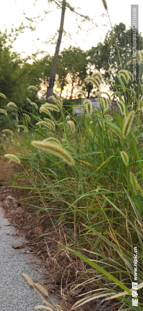 路边繁茂绿植景观