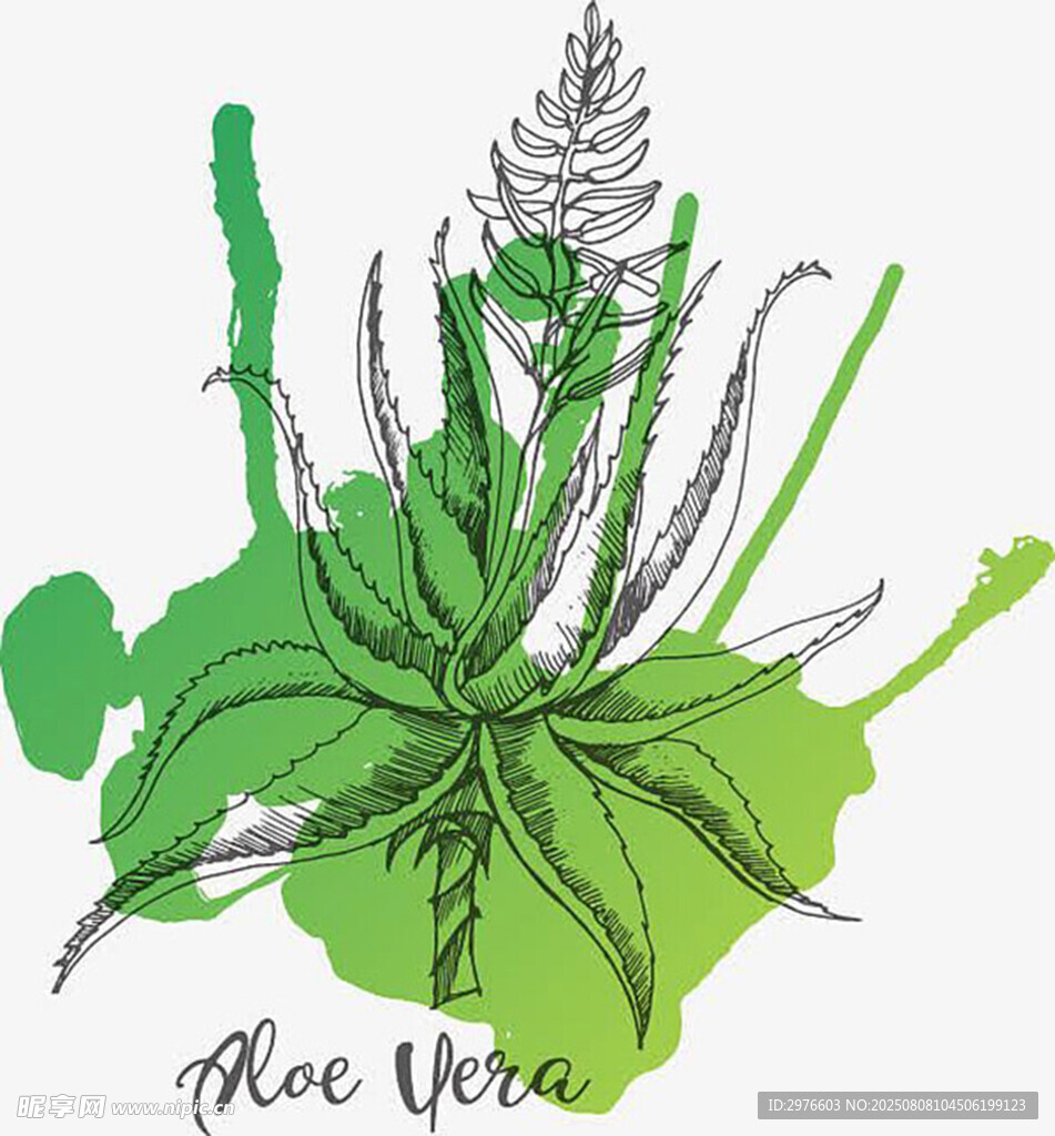 手绘绿植花卉艺术插画
