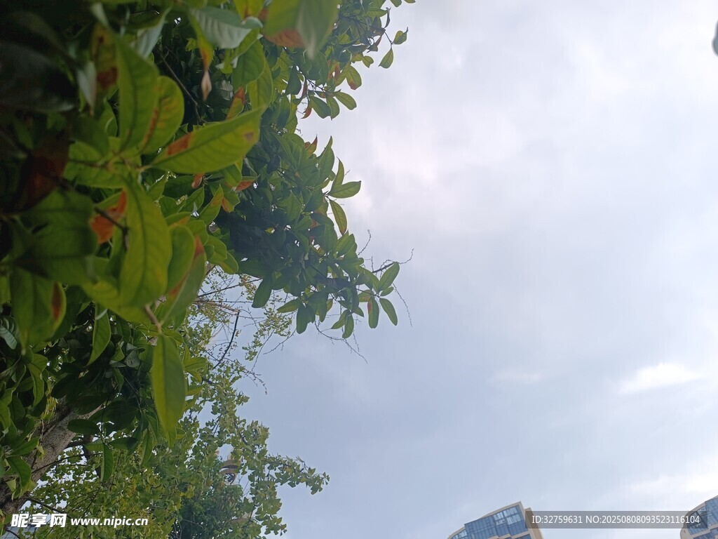仰视绿树与天空景色