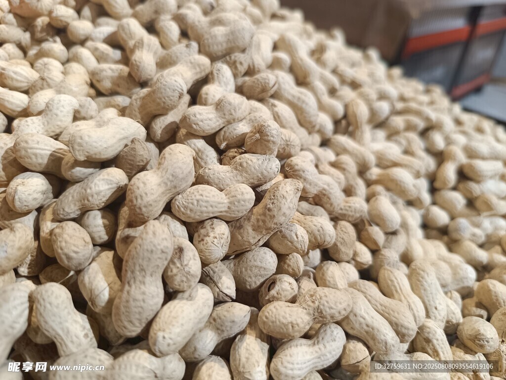 一堆饱满的花生