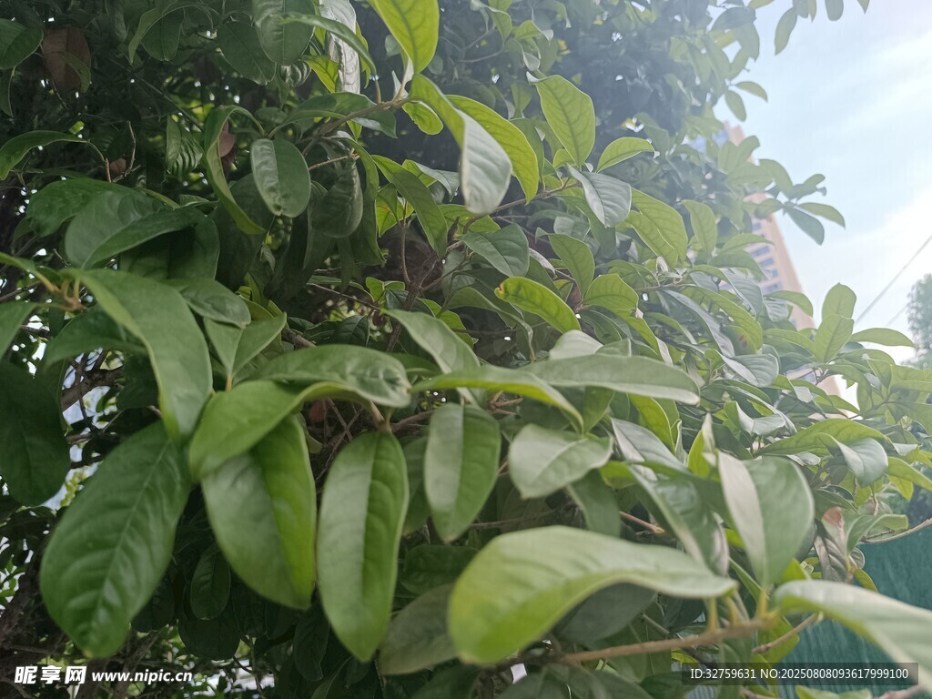 绿叶繁茂的植物景象