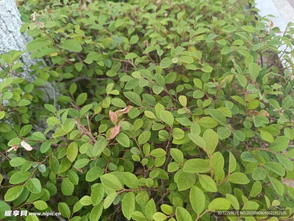 绿叶繁茂的植物景观
