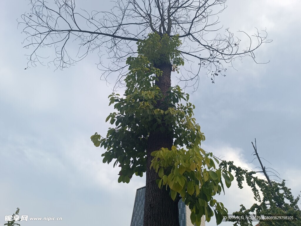 枯树顶端的繁茂绿植