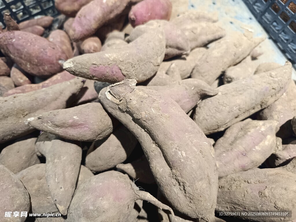新鲜红薯堆放在一起
