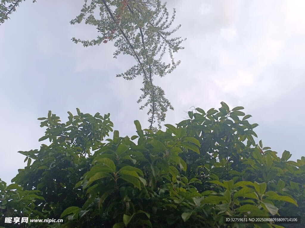 仰视葱郁树木与天空