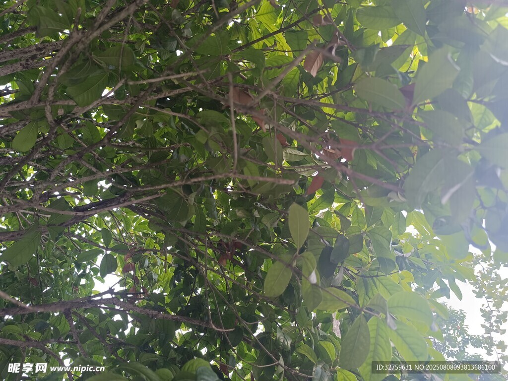 透过枝叶的斑驳阳光