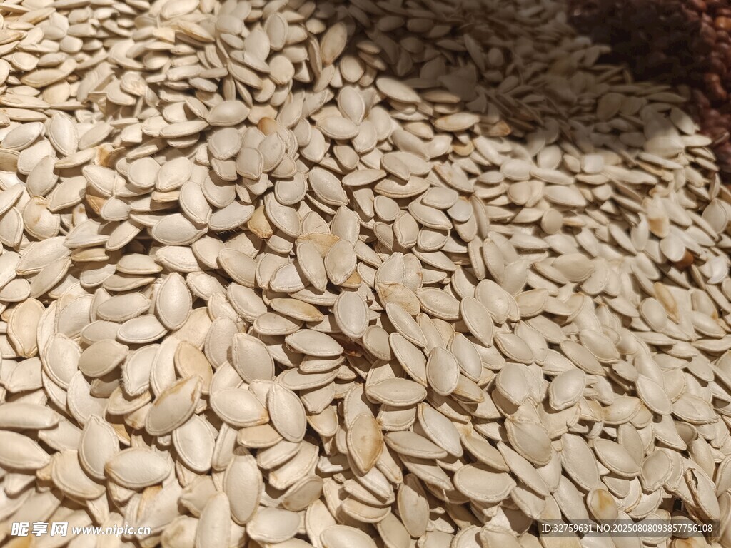 饱满南瓜子特写