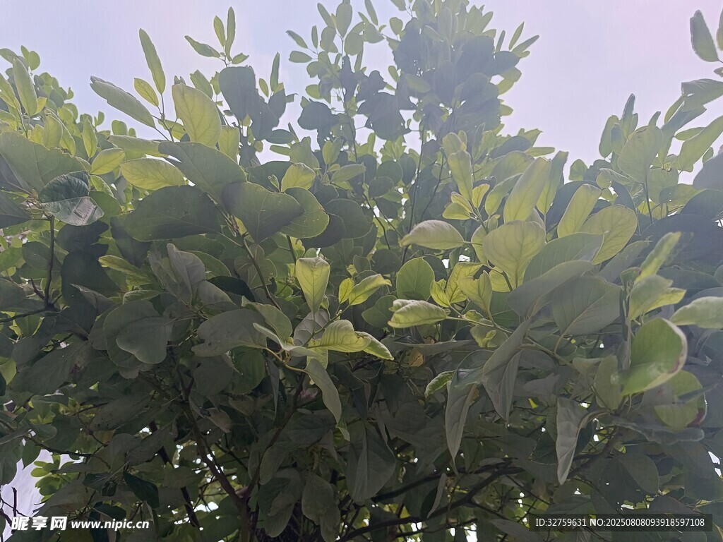 阳光下的绿叶植物