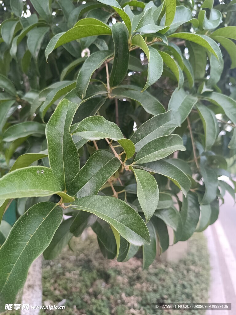 绿叶繁茂的植物特写