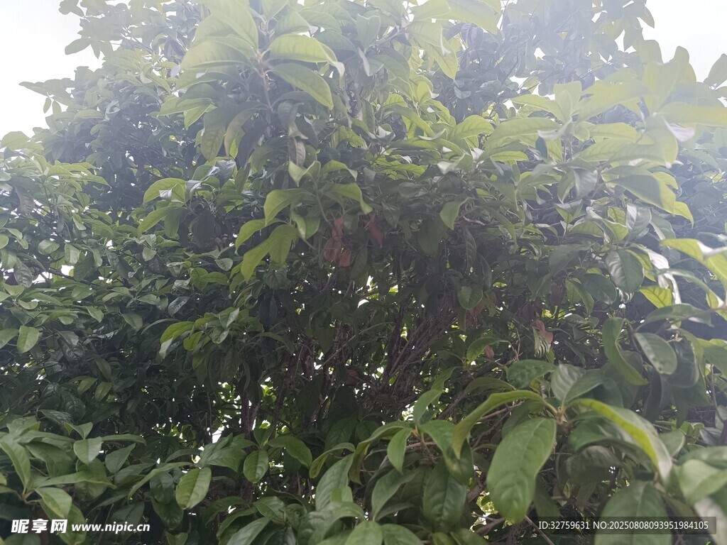 茂密绿植