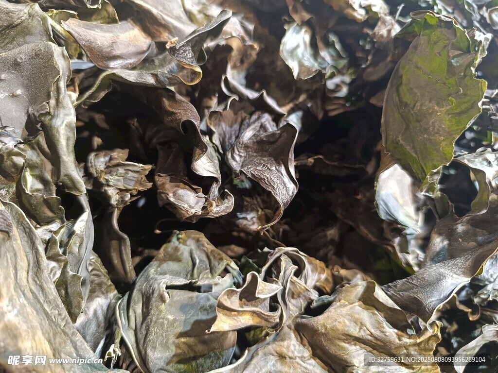 干海带
