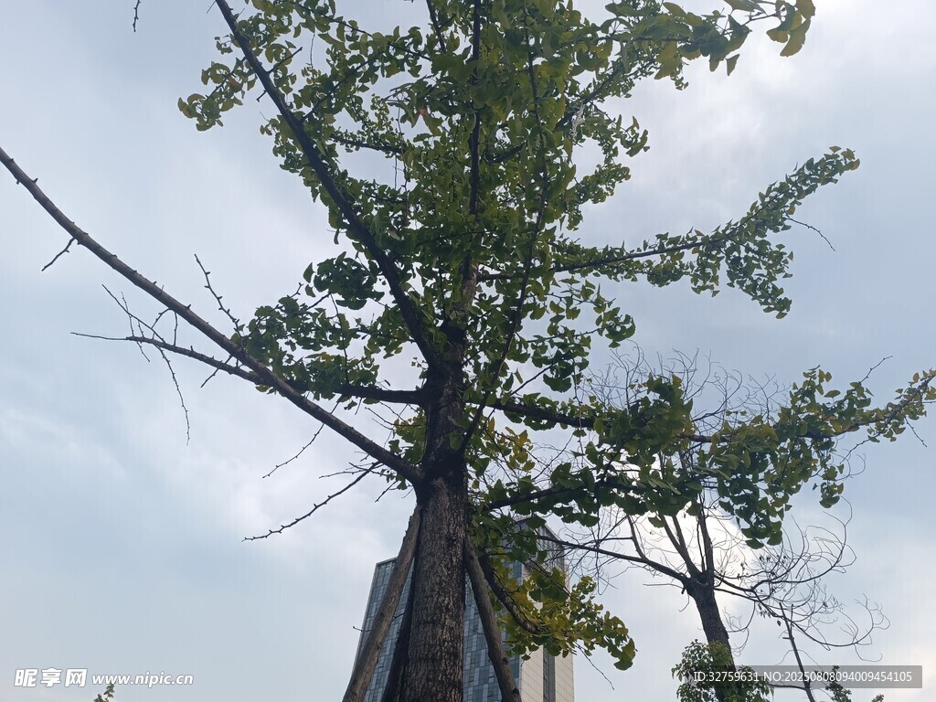 挺拔绿树傲立蓝天白云间