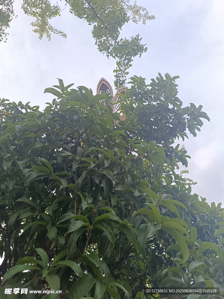 繁茂绿树与上方天空景象