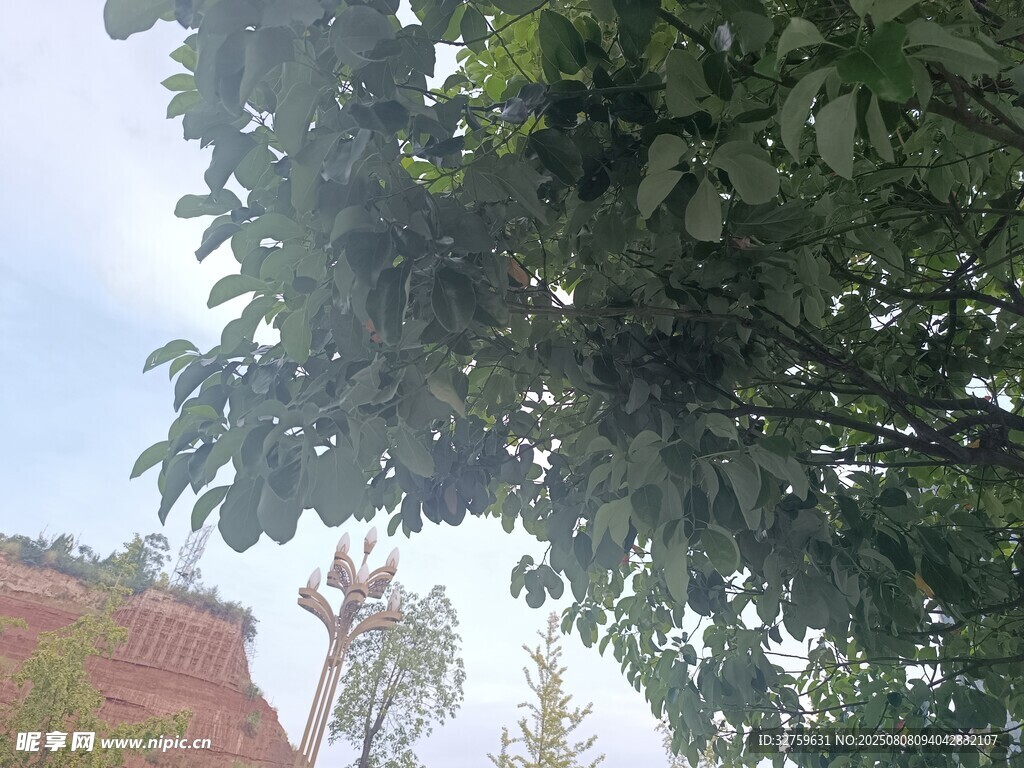 仰视视角下的繁茂绿树