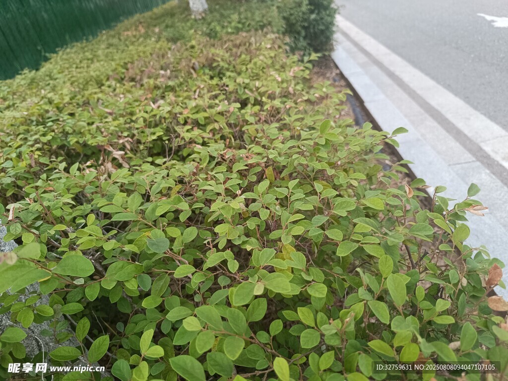路边繁茂的绿色灌木丛