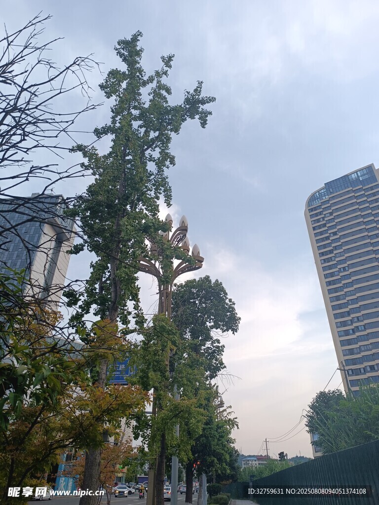 城市街道旁的绿树与高楼
