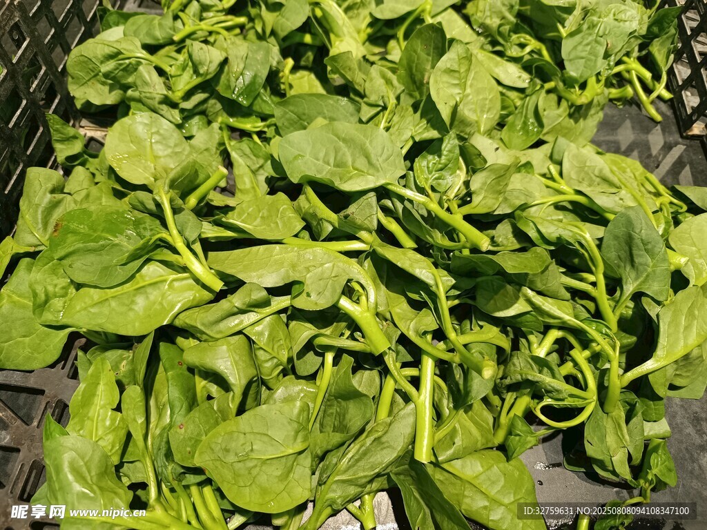 新鲜嫩绿菠菜堆