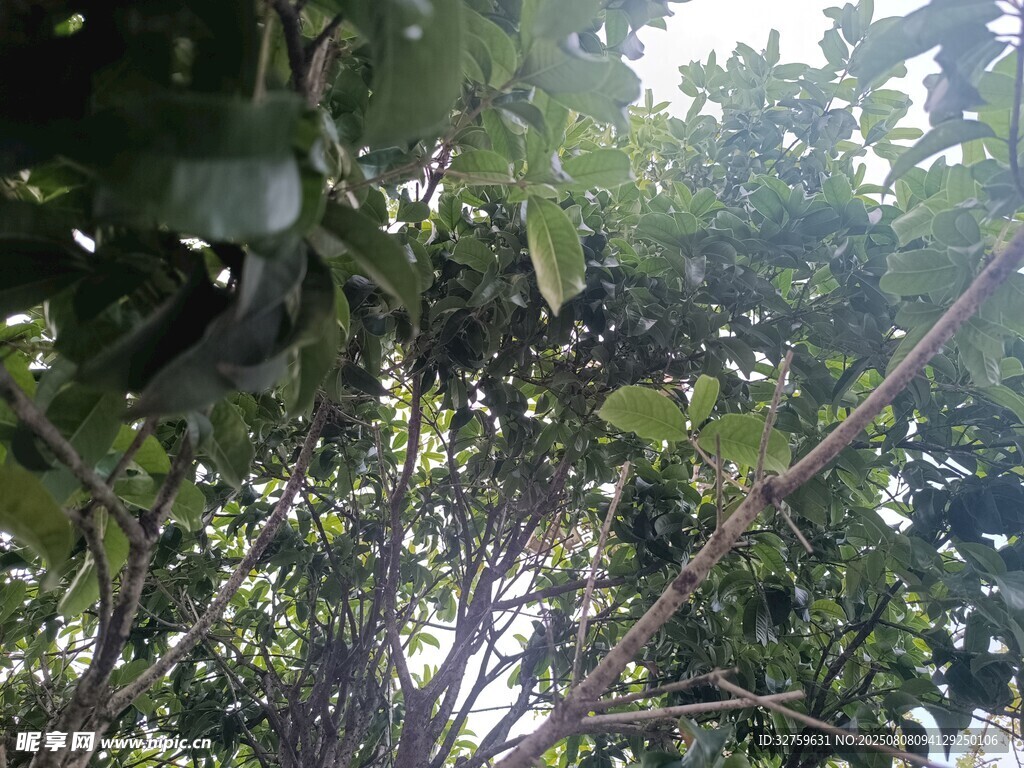 仰视茂密枝叶间的天空