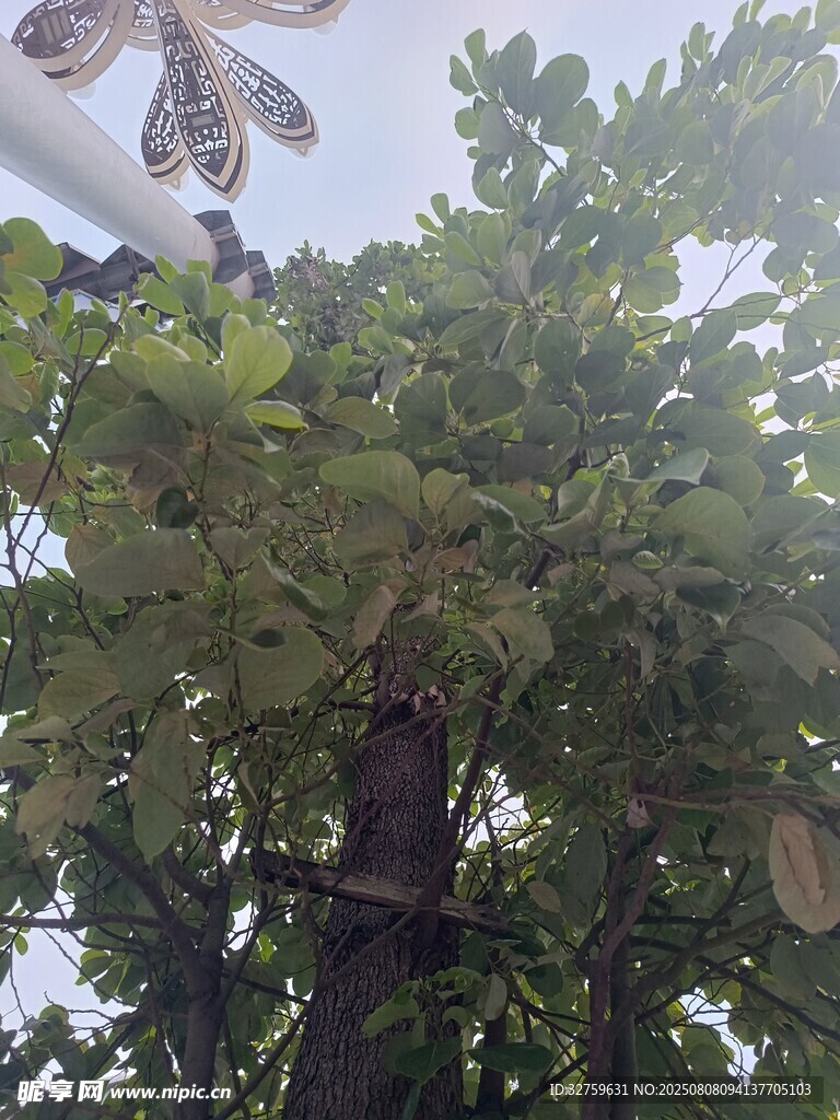 树上挂着待熟的木瓜