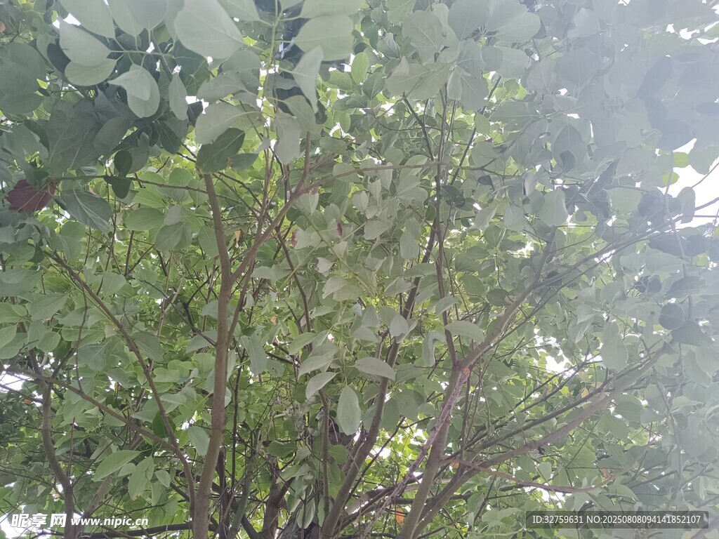 茂密枝叶间的朦胧景象