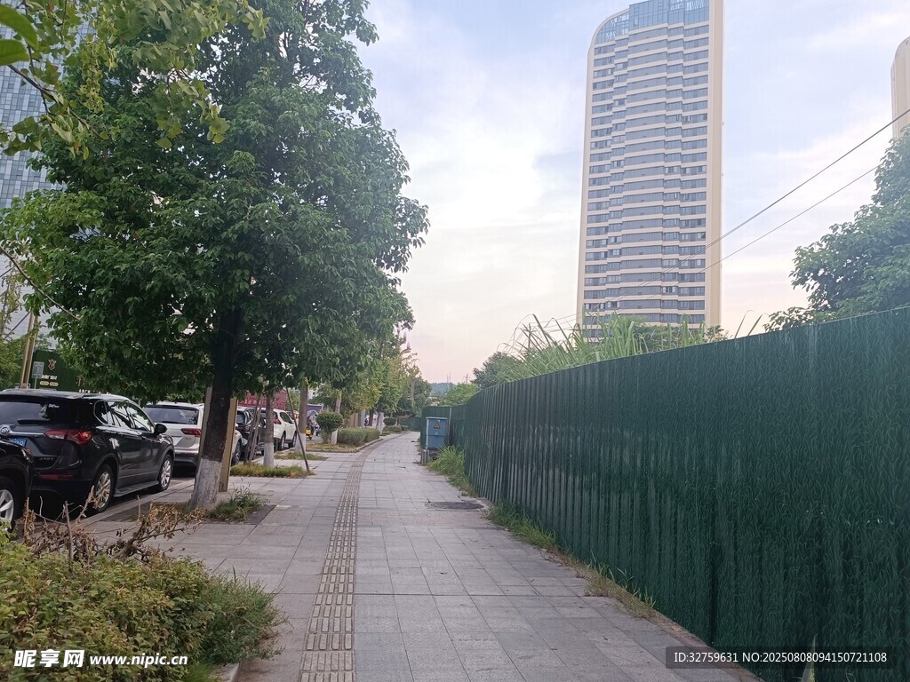 城市中的林荫小道