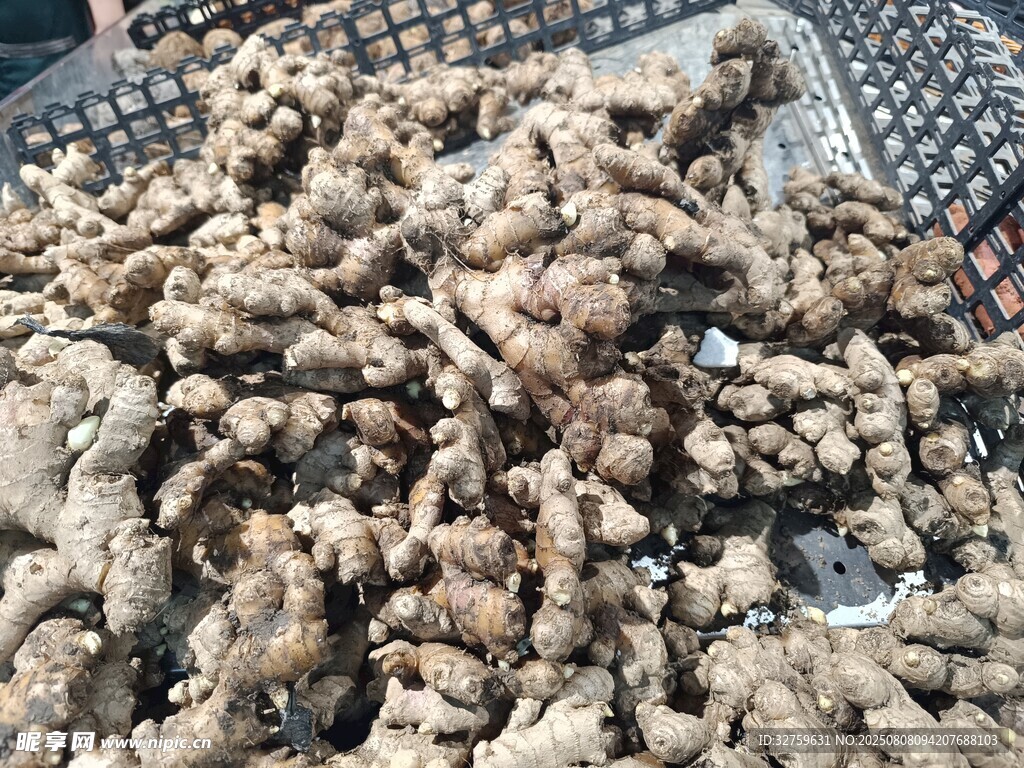 一堆鲜姜特写
