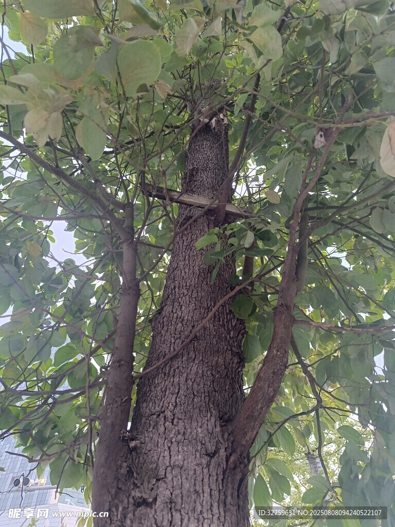 粗壮树干与繁茂枝叶