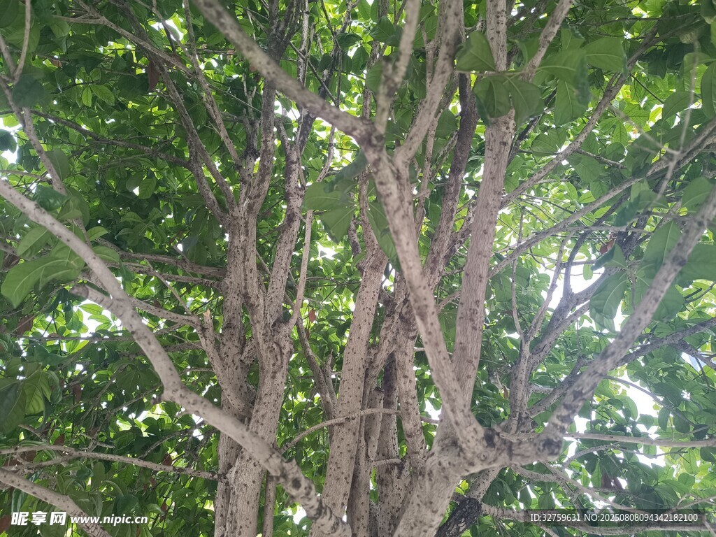 繁茂大树的枝干与绿叶