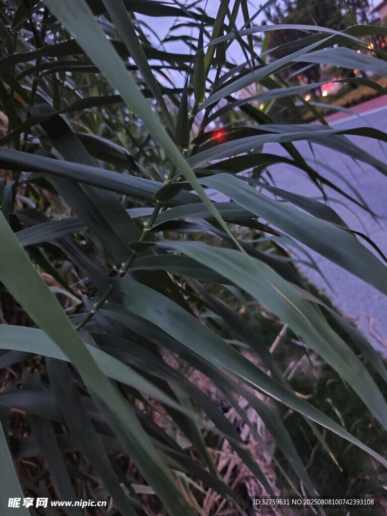翠绿剑形叶片植物特写