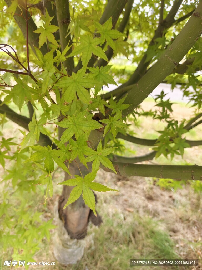 绿叶繁茂的树干