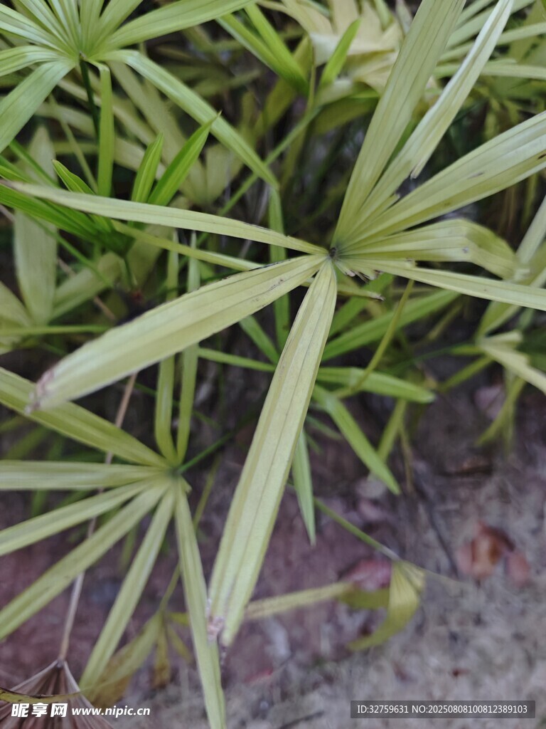 翠绿掌状叶片植物特写