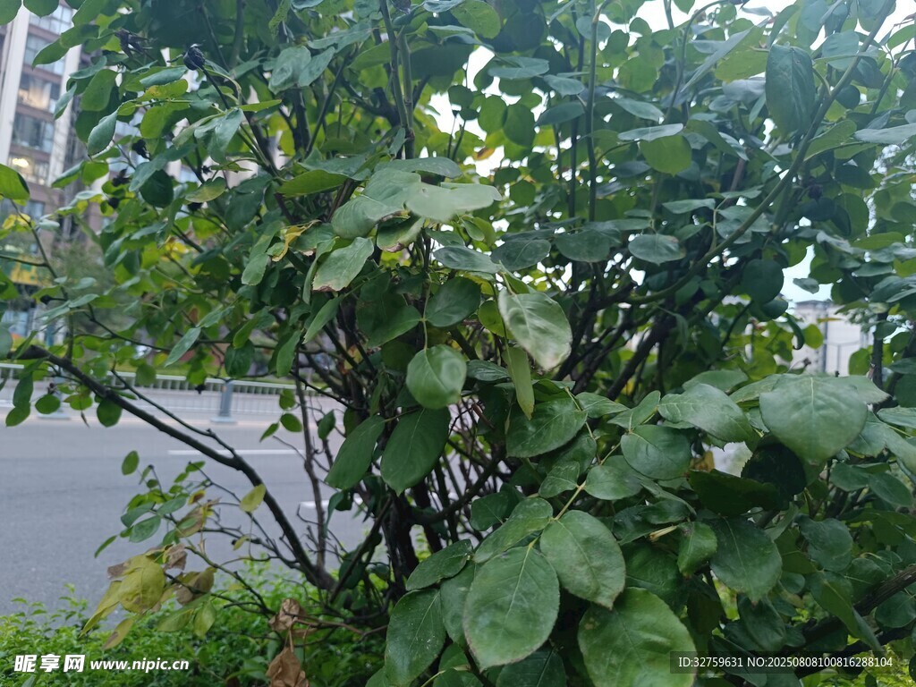 绿叶繁茂的路边植物