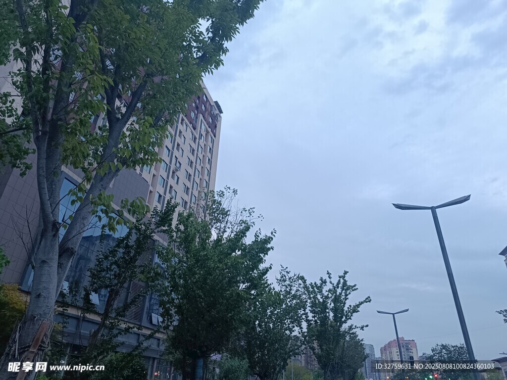 城市街道绿树与路灯景观