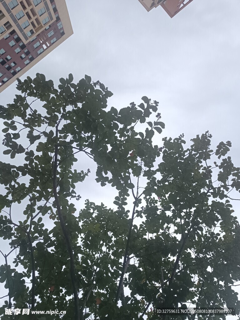 仰视视角下的繁茂绿树