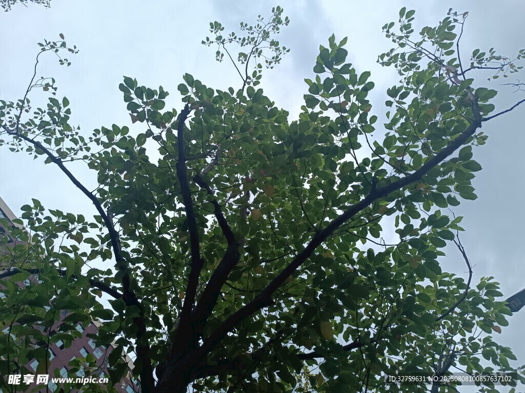 高大繁茂的绿树