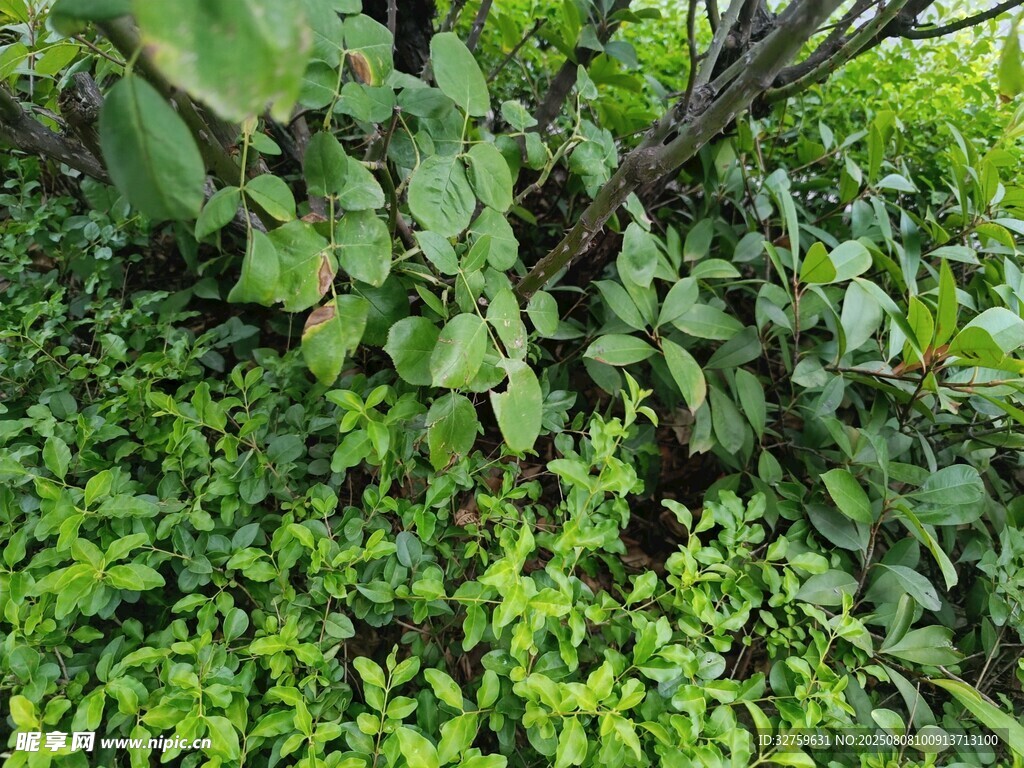 繁茂绿植景观