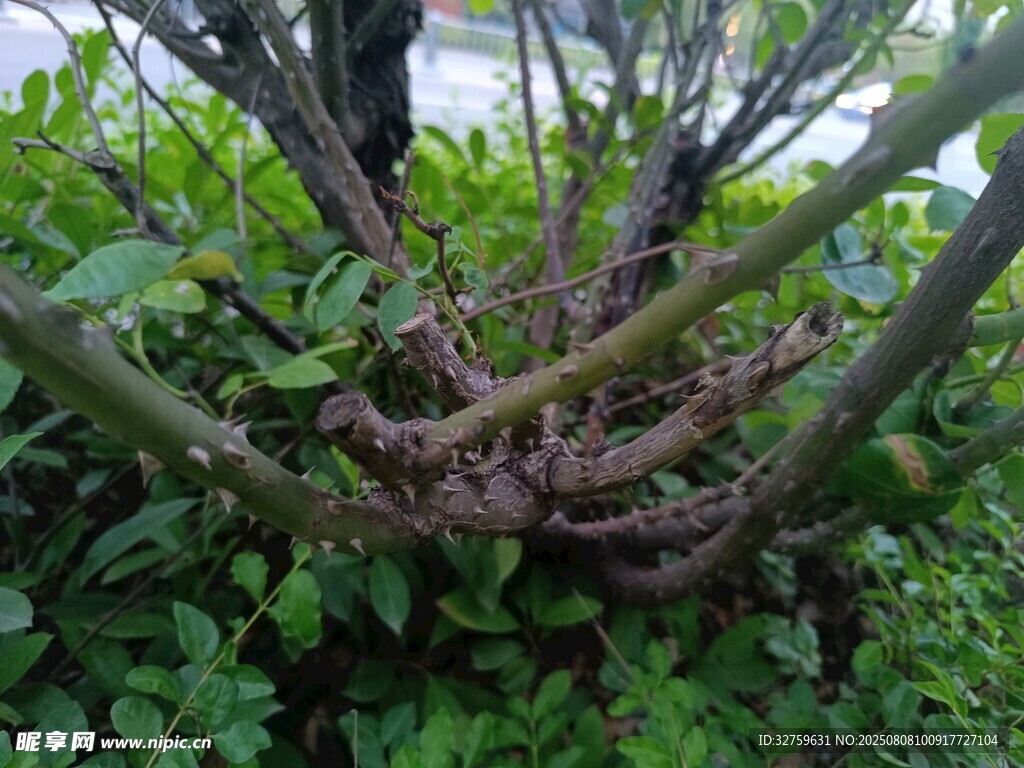 盘根错节的植物根系