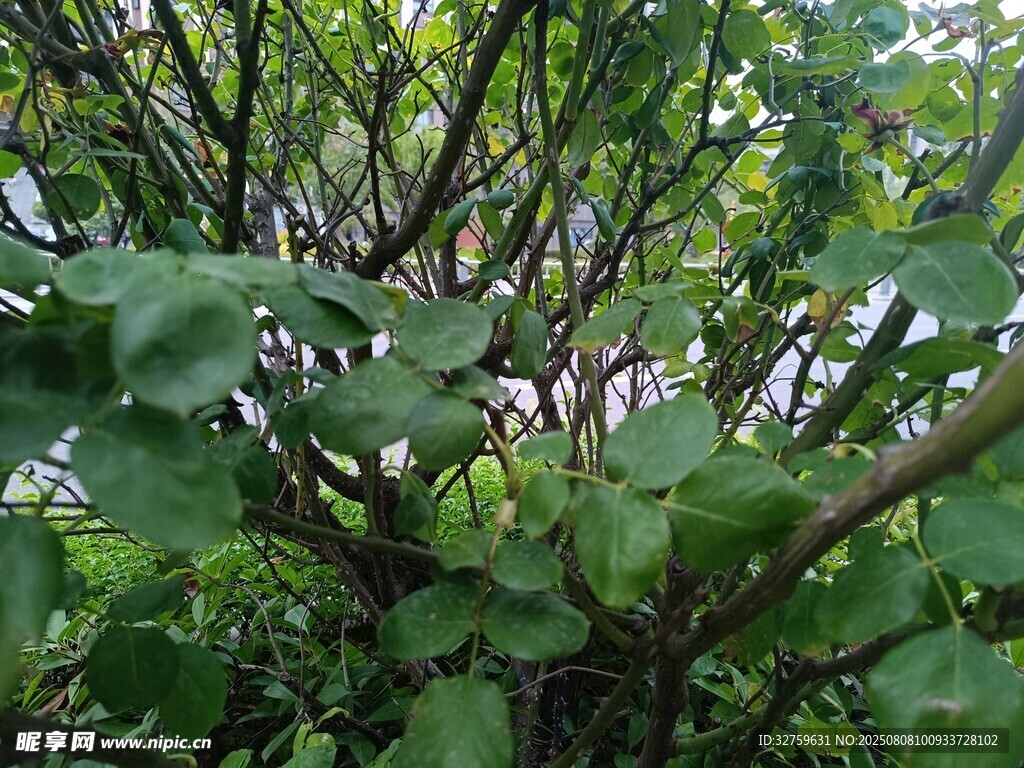 繁茂的绿色植物枝叶