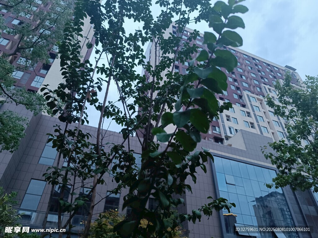城市中繁茂绿植与建筑景观