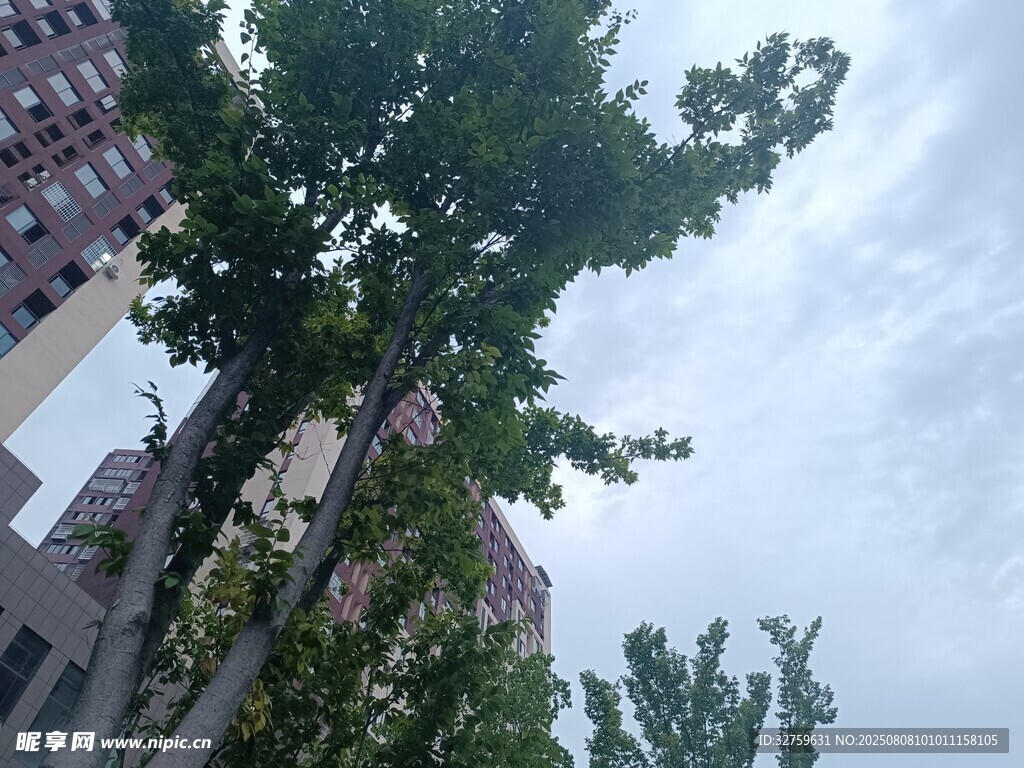 城市中挺拔的绿树