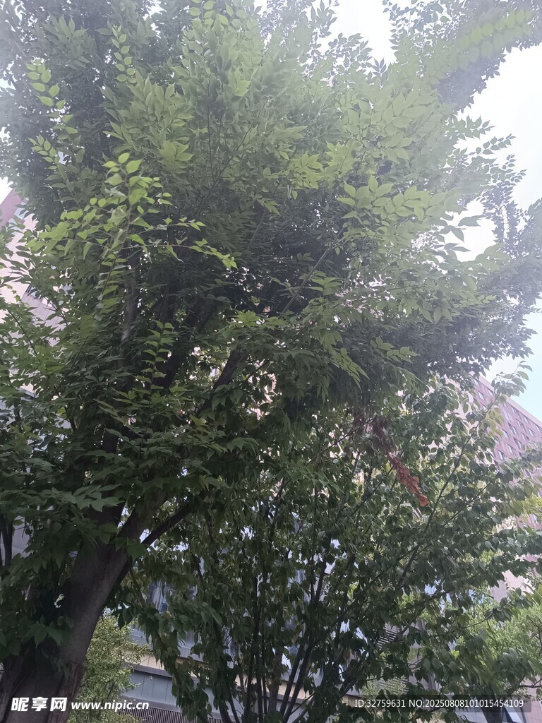 阳光下的葱郁绿树