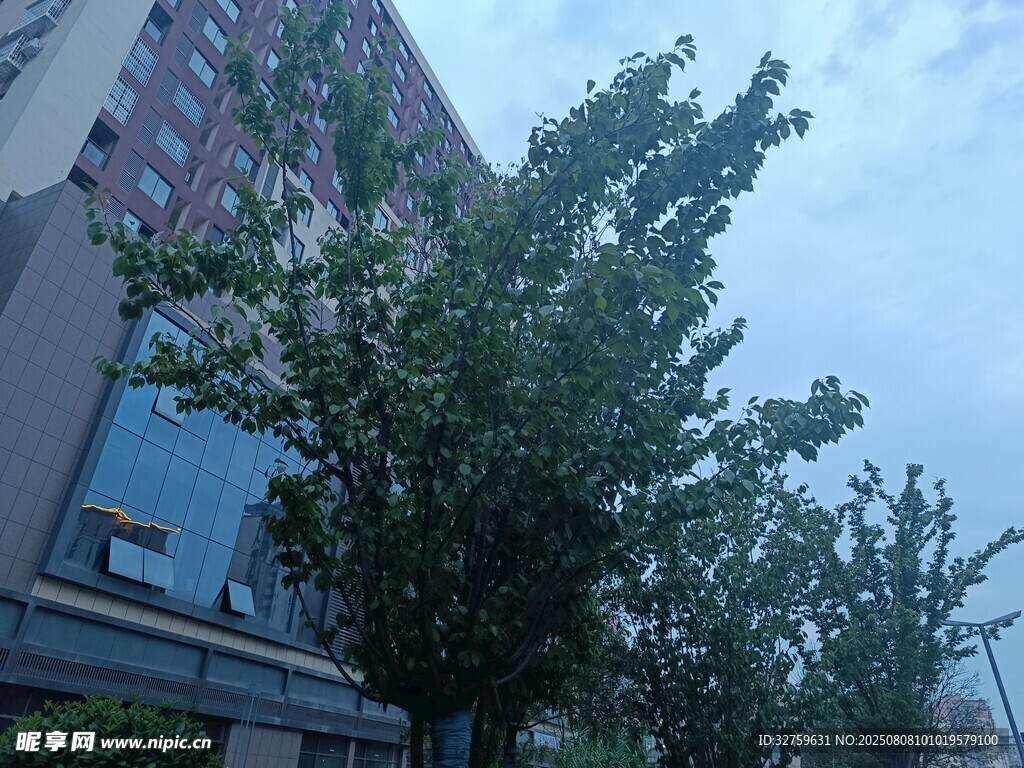 城市中茂盛的绿树与建筑