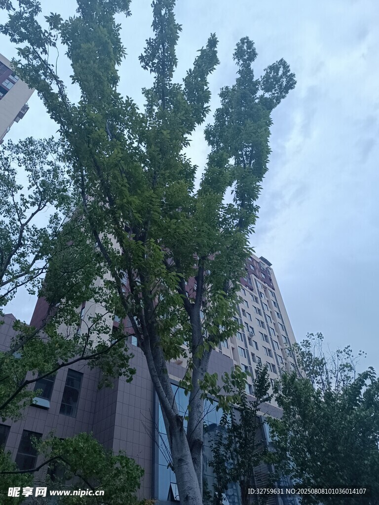 城市中挺拔的绿树