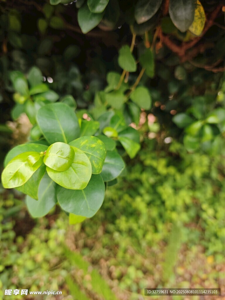 嫩绿叶片植物特写