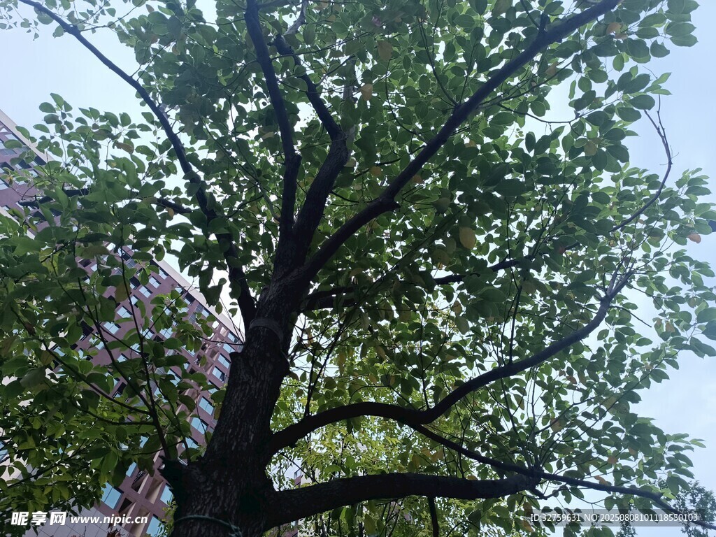 繁茂大树展现盎然生机