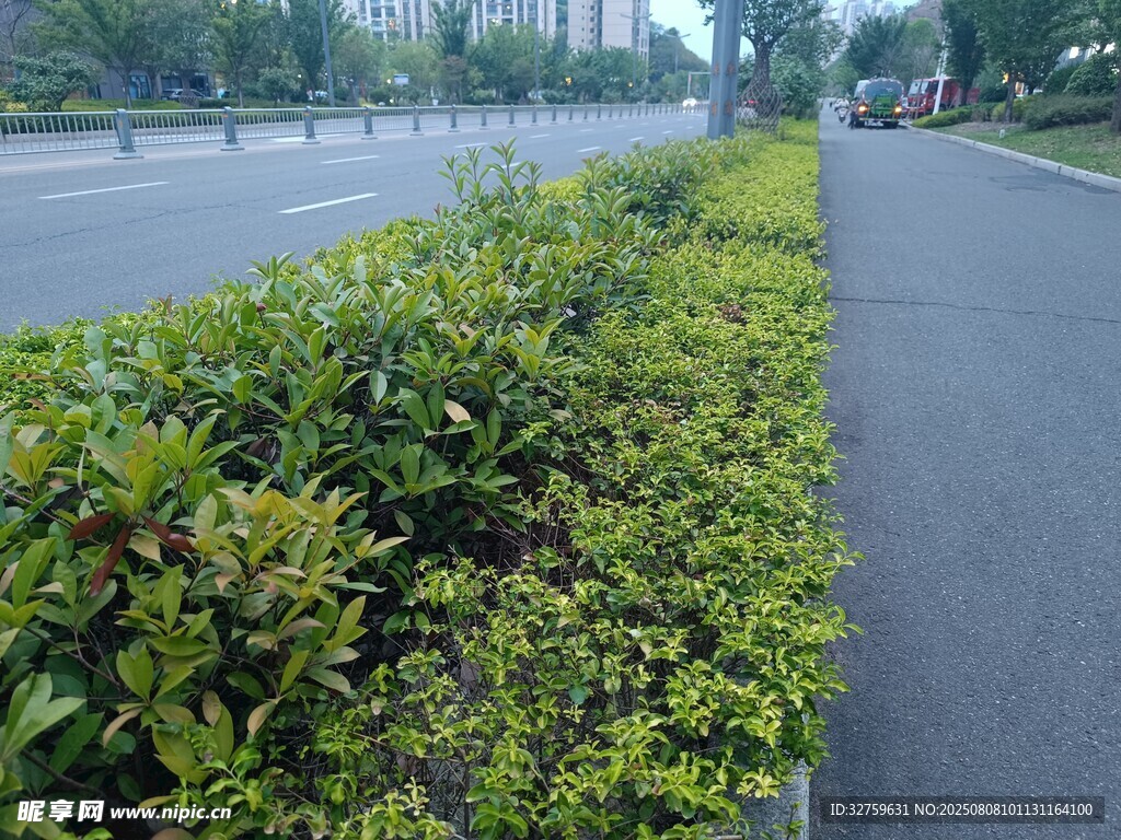道路旁的绿植景观