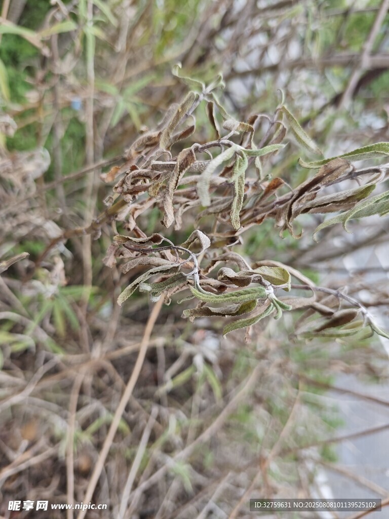 干枯植物特写