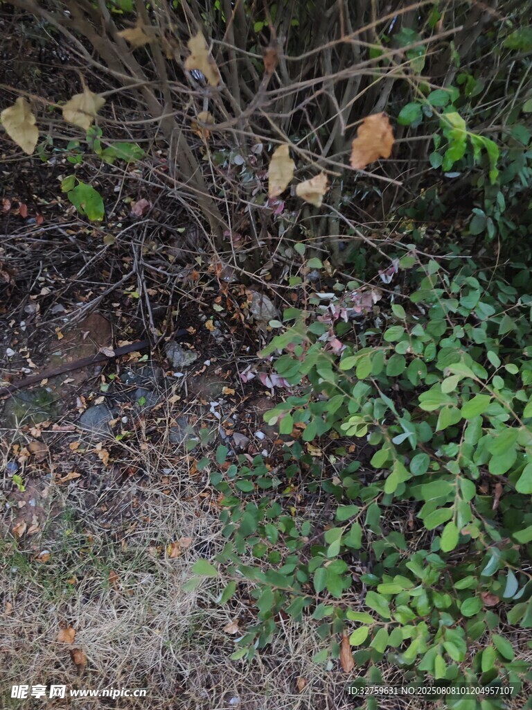 地面上的杂草与枯叶